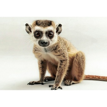 Pohlednice Lemur 1