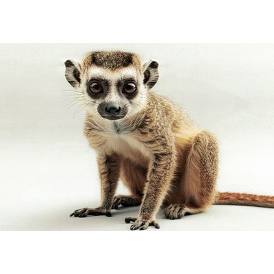 Pohlednice Lemur 1