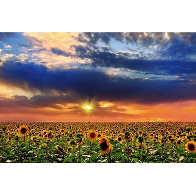 DIMEX ART Флизелинов фототапет слънчоглед при залез слънце 375 x 250 см