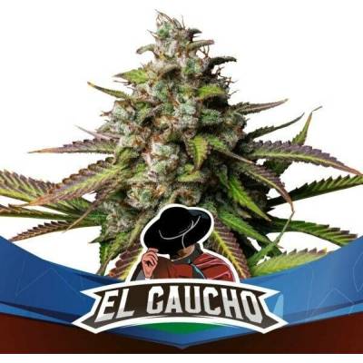 BSF Seeds El Gaucho Fast Version semena neobsahují THC 4 ks