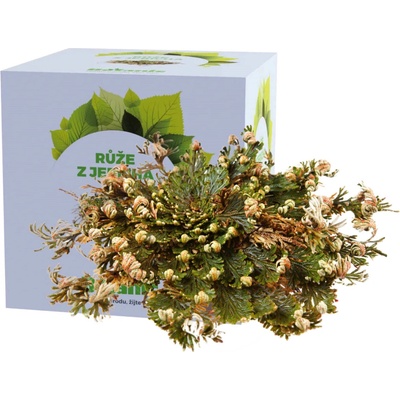 Botanic Růže z Jericha v krabičce 1ks