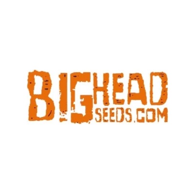 Big Head Seeds Fire OG Kush semena neobsahují THC 5 ks