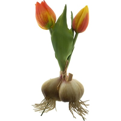 Tulipán 'Sally' svazek s cibulkou oranžový V18 cm