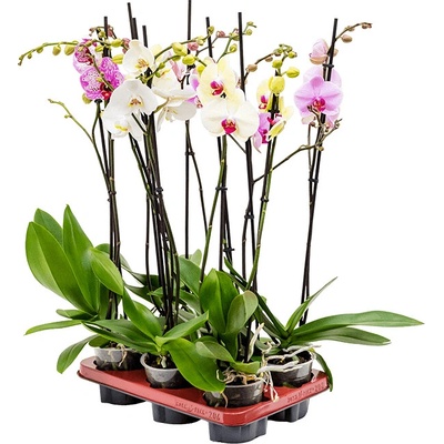 Phalaenopsis orchidea mix farieb 2 stonky 12x70 cm