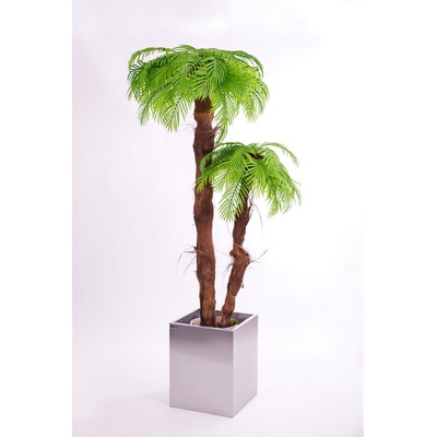 Dvojpalma- palma areca (s kôrou) 160 cm