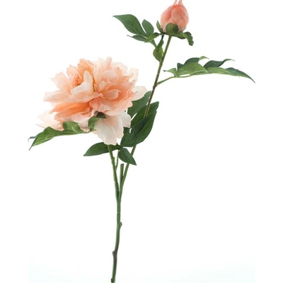 Paeonia - Pivoňka 'Arches' barva: salmon V65 cm
