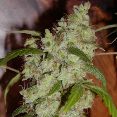 Mr. Nice Mango Widow regular semienka neobsahujú THC 15 ks