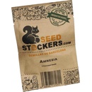 Seedstockers Amnesia semena neobsahují THC 3 ks