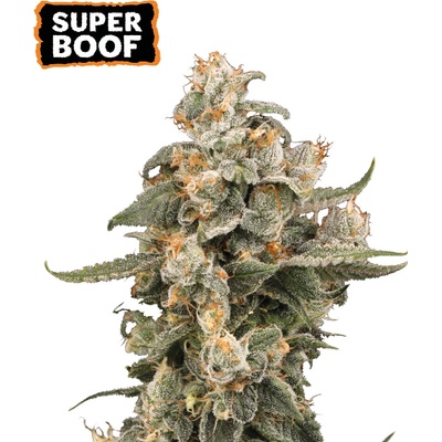 Seedstockers Super Boof AUTO semena neobsahují THC 3 ks