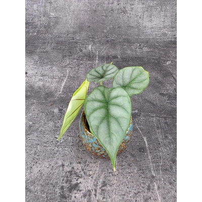 Alocasia Silver Dragon mini ( Má listy s krásnou stříbřitou kresbou)