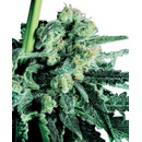 Sensi Seeds Sensi Skunk semena neobsahují THC 10 ks