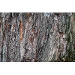 DIMEX ART Флизелинов фототапет дъбова кора 375 x 250 см