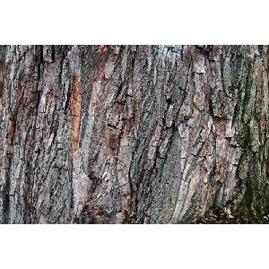 DIMEX ART Флизелинов фототапет дъбова кора 375 x 250 см