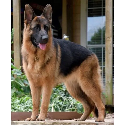 Norimpex - Puzzle Diamant painting: German Shepherd 30x40cm - 1 - 39 piese