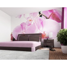 AG Design FTS-0049 papireová fototapeta Orchidej rozmery 360x254 cm