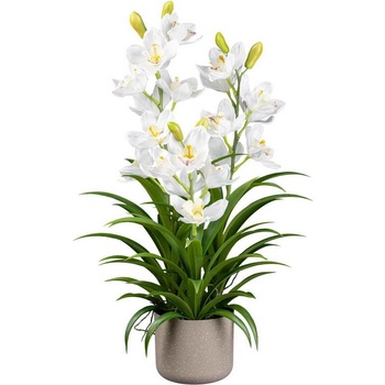 Cymbidium biela v kvetináči, 70cm