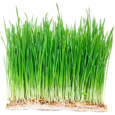 Toraf Microgreens semínka na klíčky Pšenice 50 g