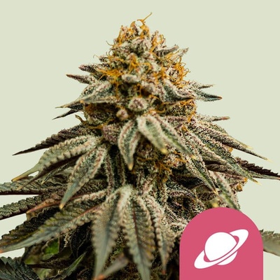 Royal Queen Seeds Royal Skywalker semienka neobsahujú THC 100 ks