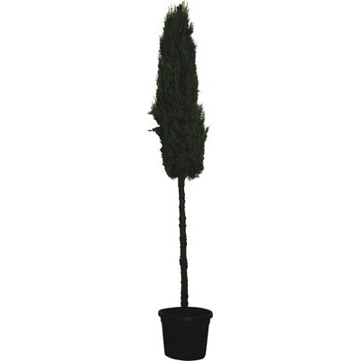Cyprus vždyzelený FloraSelf Cupressus sempervirens 'Pyramidalis'/ 'Stricta' výška kmeňa 130 cm celková výška cca 250 cm kvetináč 55 l
