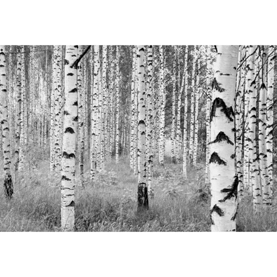Komar Vliesová fototapeta Woods rozměry 368 x 248 cm