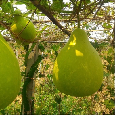 Indická okurka Permaroma F1 - Lagenaria siceraria - semena - 6 ks