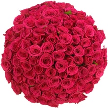 Kytice 100 růžových růží FUCHSIANA 60cm
