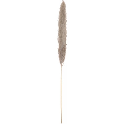 Pampas tráva, přírodní sušený klas, 137cm