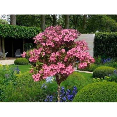 Vajgela kvetnatá (Weigela florida) ´STYRIACA´ - výška 100-130 cm, kont. C3L – NA KMIENKU