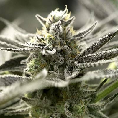 Humboldt Seed Organization OGKZ AUTO semena neobsahují THC 3 ks
