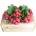 Репички - България 1бр