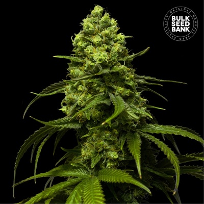 Bulk Seed Bank Strawberry Ferry semienka neobsahujú THC 100 ks