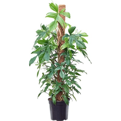 Philodendron 'Florida Beauty' On moss-pole 150 cm 30x140 cm