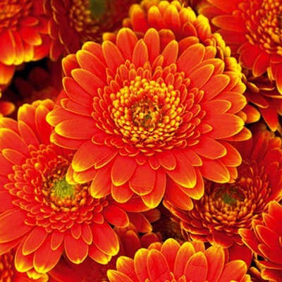 Dimex L-541 vliesová fototapeta na zeď Gerbera rozměry 220 x 220 cm