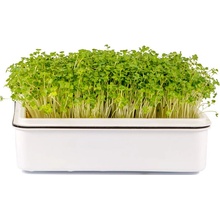 Toraf Microgreens, semínka na klíčky - Brokolice 10g