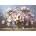 Cherry Pazzi - Puzzle Magnolia Elegance - 1 000 piese