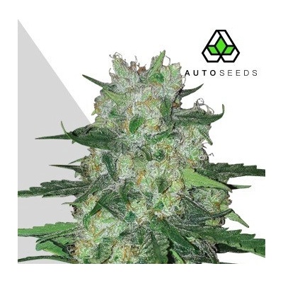 Auto Seeds AK47 Auto semienka neobsahujú THC 5 ks