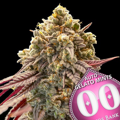 00 Seeds Bank Auto Gelato Mint semienka neobsahujú THC 3 ks