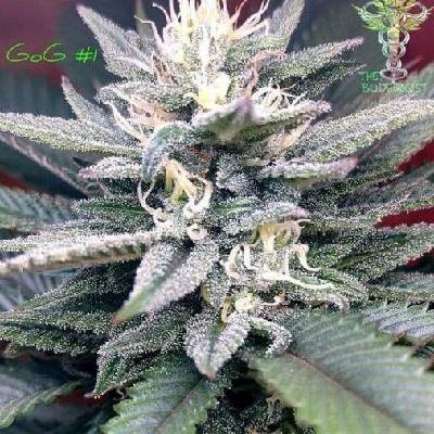 Expert Seeds Gorilla SFV OG semena neobsahují THC 3 ks