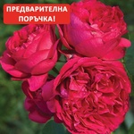 Meilland® Роза Red Eden - Meilland®
