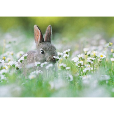 (B) 3D pohľadnica Flower Bunny