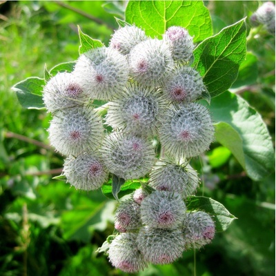Lopuch větší - Léčivý bodlák - Arctium lappa - osivo lopuchu - 10 ks
