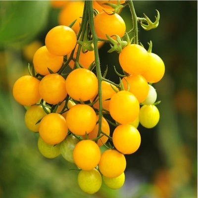 Divoká paradajka Murmel žltá - Solanum pimpinellifolium - semená paradajok - 6 ks