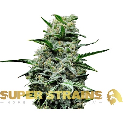 Super Strains Mexican Candy semienka neobsahujú THC 3 ks