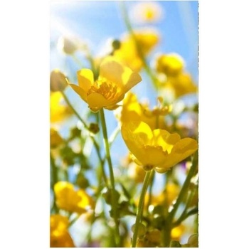 DIMEX ART s. r. o Флизелинов фототапет жълти цветя 150 x 250 см