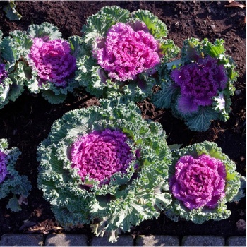 Okrasná Kapusta Nagoya F1 - Brassica Oleracea - Predaj Semien - 20 Ks