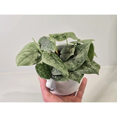 Scindapsus pictus ‘Silvery Ann’