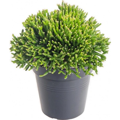 Věšák, Rhipsalis heteroclada, průměr květináče 10 - 12 cm