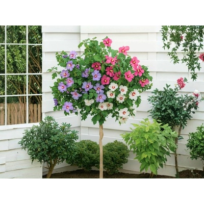 Ibištek sýrsky Tricolor na 70 cm kmienku, výška 100-120 cm, kvetináč 5 l