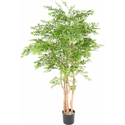 ACACIA, 150cm