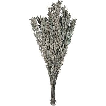 Pubescens
